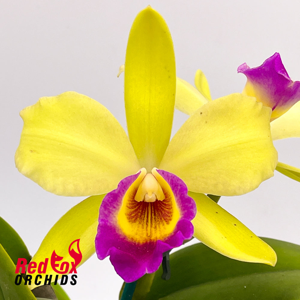 Brassolaeliocattleya Lovely Toshie 'H&R' X Blc. (Haw Yuan Beauty X Melody Fair) 'V.Good Semi Alba Splash'