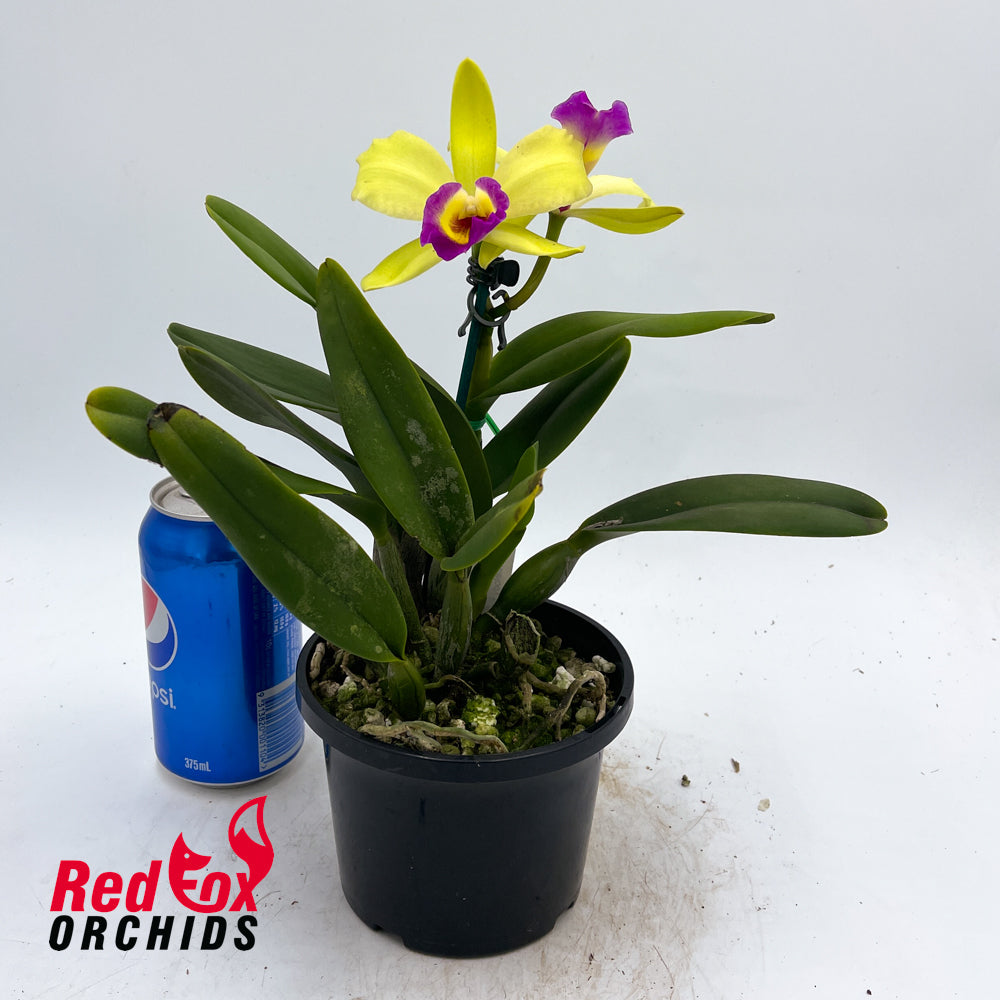 Brassolaeliocattleya Lovely Toshie 'H&R' X Blc. (Haw Yuan Beauty X Melody Fair) 'V.Good Semi Alba Splash'
