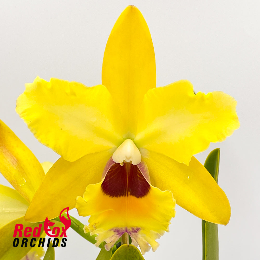 Potinara Topaz Quaint 'Lemonade' x Brassolaeliocattleya (Haw Yuan Beauty x Melody Fair)
