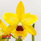 Potinara Topaz Quaint 'Lemonade' x Brassolaeliocattleya (Haw Yuan Beauty x Melody Fair)