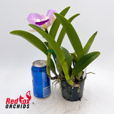Cattleya walkeriana alba 'Heritage' X Blc. (Haw Yuan Beauty X Melody Fair)