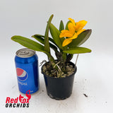 Brassolaeliocattleya Gold Fire