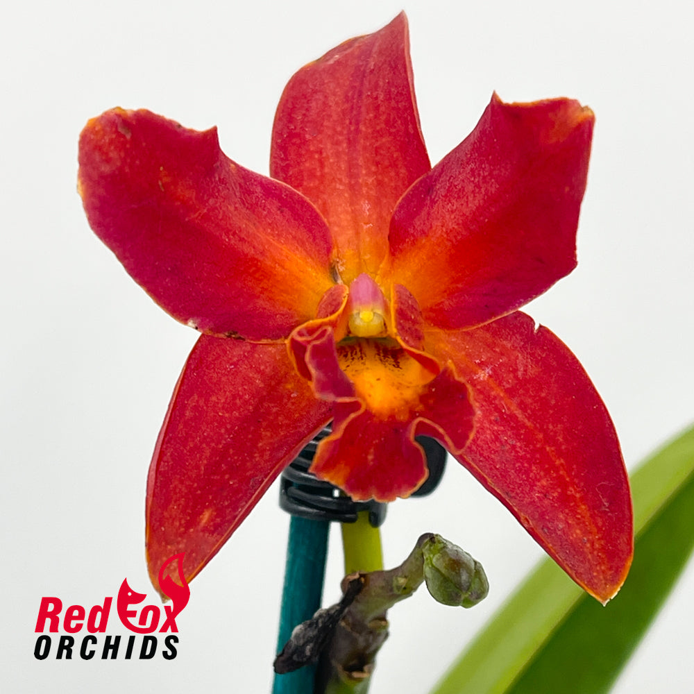 Sophrolaeliocattleya Duckitt Ruby 'Tall Copper' X C. Topaz Acclaim [C. (crispata X (Landate X milleri))]
