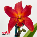 Sophrolaeliocattleya Duckitt Ruby 'Tall Copper' X C. Topaz Acclaim [C. (crispata X (Landate X milleri))]