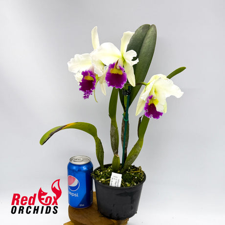 Laeliocattleya Magic Melody 'Superb' X Blc. Burdekin Springtime