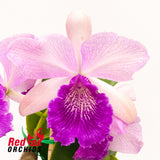 Potinara Hsinying Pink Doll 'Hsinying' x Cattleya tenebrosa 'Giant'