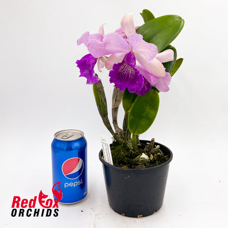Potinara Hsinying Pink Doll 'Hsinying' x Cattleya tenebrosa 'Giant'