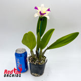 Brassolaeliocattleya Tzeng-Wen Dragon x Brassolaeliocattleya Rosella's Lovely Sunset