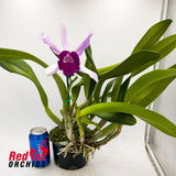 Brassolaeliocattleya Tsutung Beauty 'C.S'' x Cattleya purpurata var. carnea 'A'