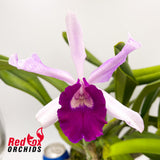 Brassolaeliocattleya Tsutung Beauty 'C.S'' x Cattleya purpurata var. carnea 'A'
