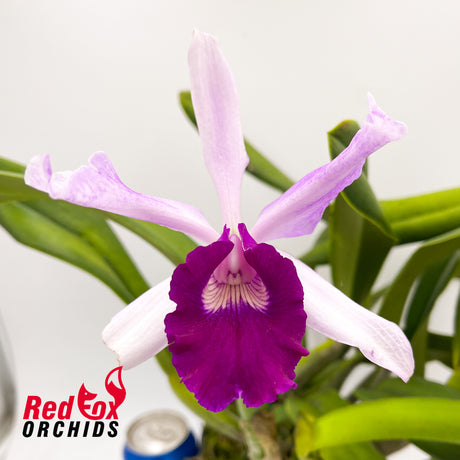 Brassolaeliocattleya Tsutung Beauty 'C.S'' x Cattleya purpurata var. carnea 'A'