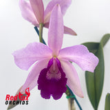 Brassolaeliocattleya Tsutung Beauty 'C.S'' x Cattleya purpurata var. carnea 'A'
