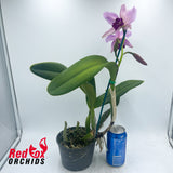 Brassolaeliocattleya Tsutung Beauty 'C.S'' x Cattleya purpurata var. carnea 'A'