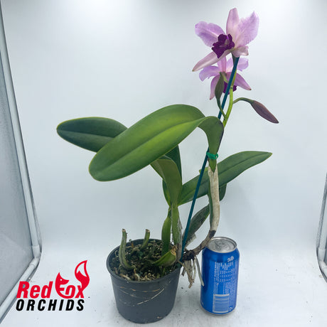 Brassolaeliocattleya Tsutung Beauty 'C.S'' x Cattleya purpurata var. carnea 'A'