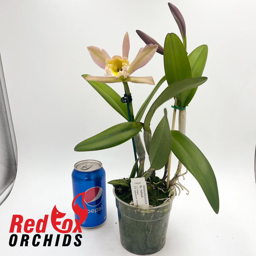 Brassocattleya Holfordii