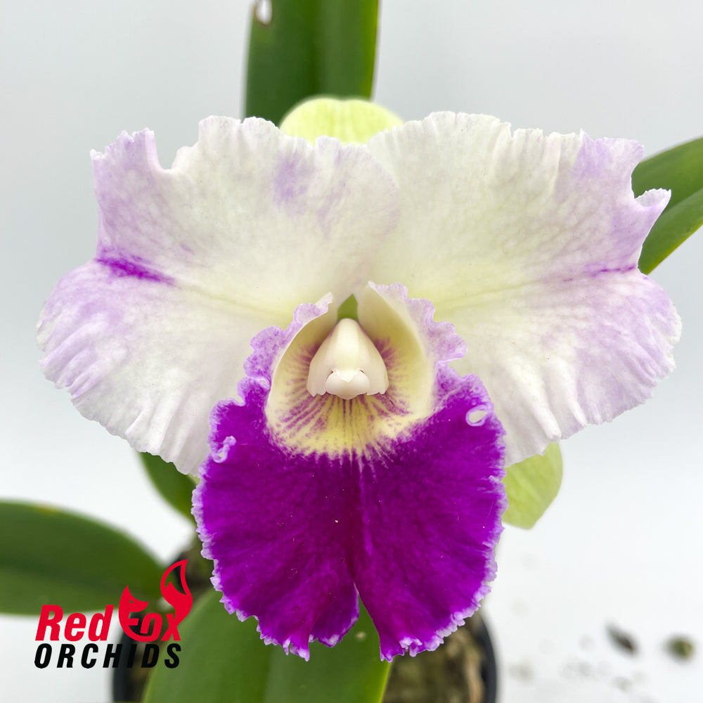 Laeliocattleya Mildred Rives 'Orchidglade' X Blc. (Haw Yuan Beauty X Melody Fair)