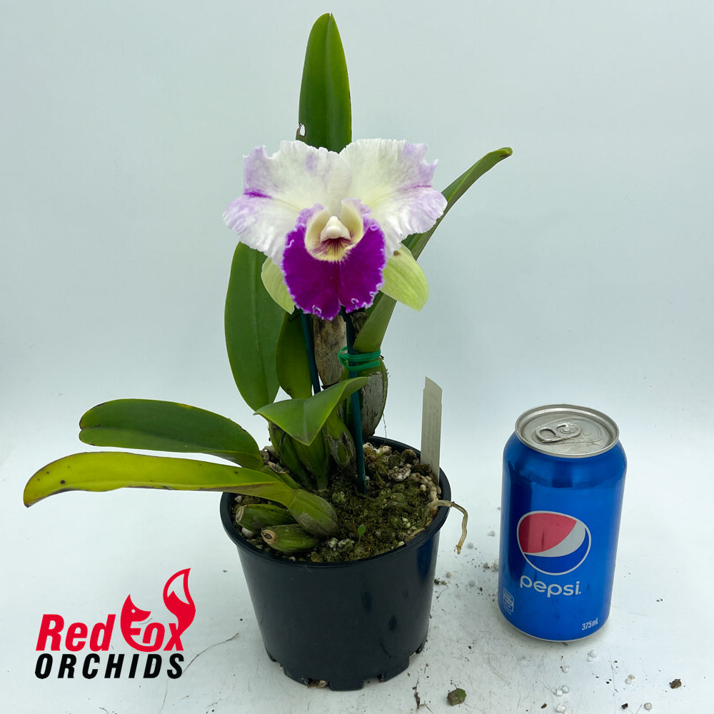 Laeliocattleya Mildred Rives 'Orchidglade' X Blc. (Haw Yuan Beauty X Melody Fair)