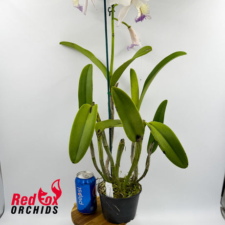 Laeliocattleya C. G. Roebling 'Blue Indigo' X C. Betsy's Azure Sea (4n) Blue