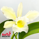 Brassolaeliocattleya Topaz Sublime 'Pink Gold' X Rl. digbyana var. fimbriopetala Eric