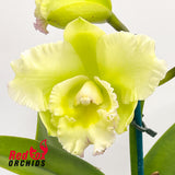Brassolaeliocattleya Topaz Sublime 'Pink Gold' X Blc. Tsutung Beauty 'C.S.'