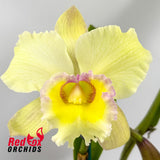 Brassolaeliocattleya Erin Kobayashi X Blc. Golden Reign