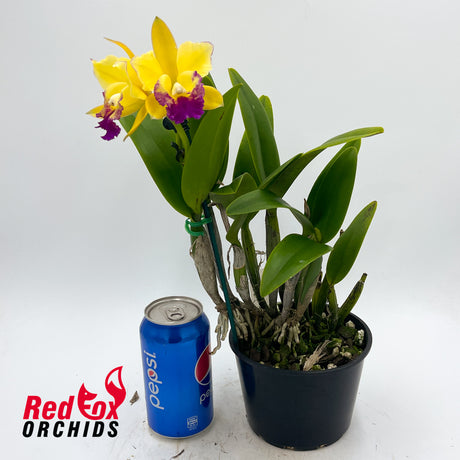 Cattleya Gene May 'Southern Cross' X Blc. Miami Gold 'Mendenhall'