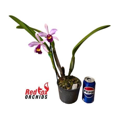 Cattleya purpurata var. carnea 'A'  X Blc. Tzeng-Wen Dragon
