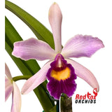 Cattleya purpurata var. carnea 'A'  X Blc. Tzeng-Wen Dragon