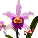 Cattleya Monte Elegante 'Richard' X Pot. Little Magician