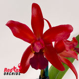 Sophrolaeliocattleya Highland Bauble X C. Deception Drop (4n) 'Red Topaz'
