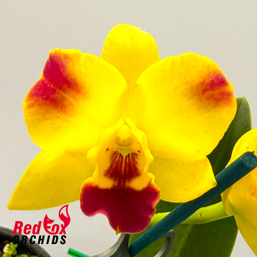 Potinara Roy's Magic 'Janet' X Pot. Little Toshie 'Suntan May'