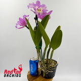 Brassolaeliocattleya Topaz Suitor 'Big Heavy Sunset' X Slc. Little Fairy (4n)