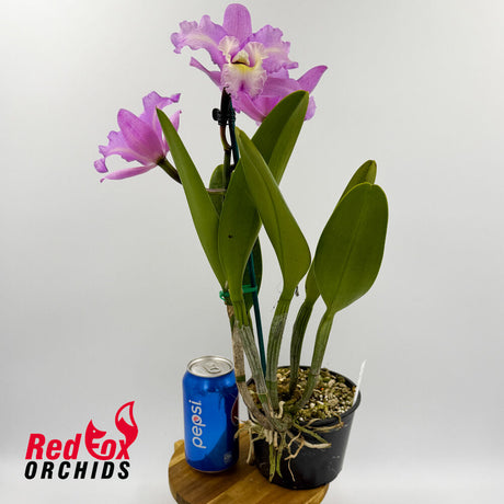 Brassolaeliocattleya Topaz Suitor 'Big Heavy Sunset' X Slc. Little Fairy (4n)