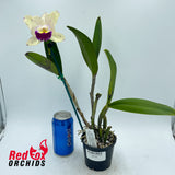 Yamadaara (Jungle Queen X Topaz Gloss) X Blc. Memoria Anna Balmores 'Convex'