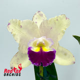 Yamadaara (Jungle Queen X Topaz Gloss) X Blc. Memoria Anna Balmores 'Convex'
