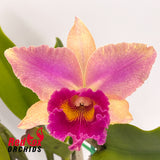 Brassolaeliocattleya Williette Wong 'The Best' AM-AOS X Blc. Hsinying Boy 'Gypsy'