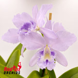Brassolaeliocattleya Hsinying Bluejay fma. coerulea 'Blue Taiwan'