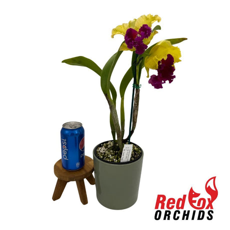 Brassolaeliocattleya Arom Gold x Golden Reign