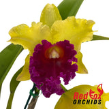 Brassolaeliocattleya Arom Gold x Golden Reign