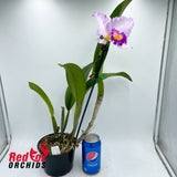 Brassolaeliocattleya Glenn Maidment x Laeliocattleya Orchid Affair
