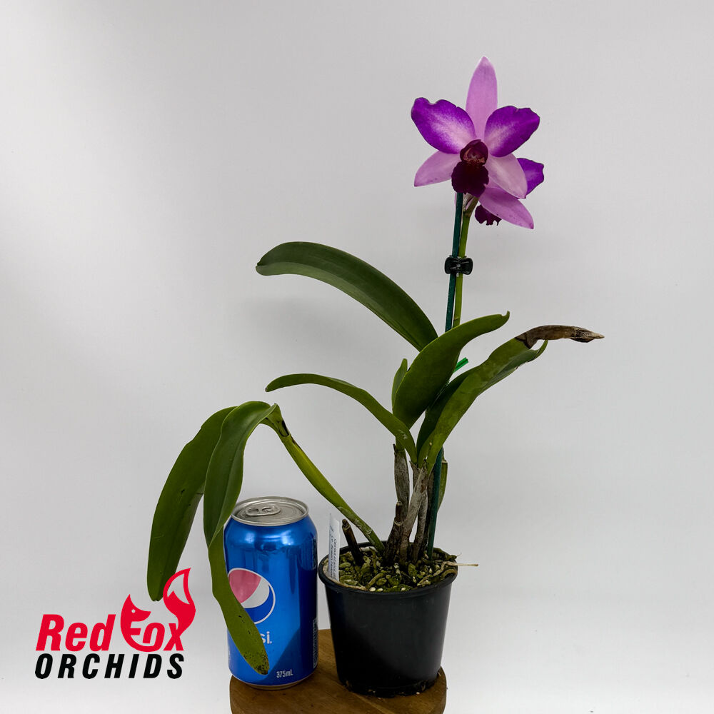 Laeliocattleya Susan Holcombe X Blc. Haw Yuan Beauty 'Hong'