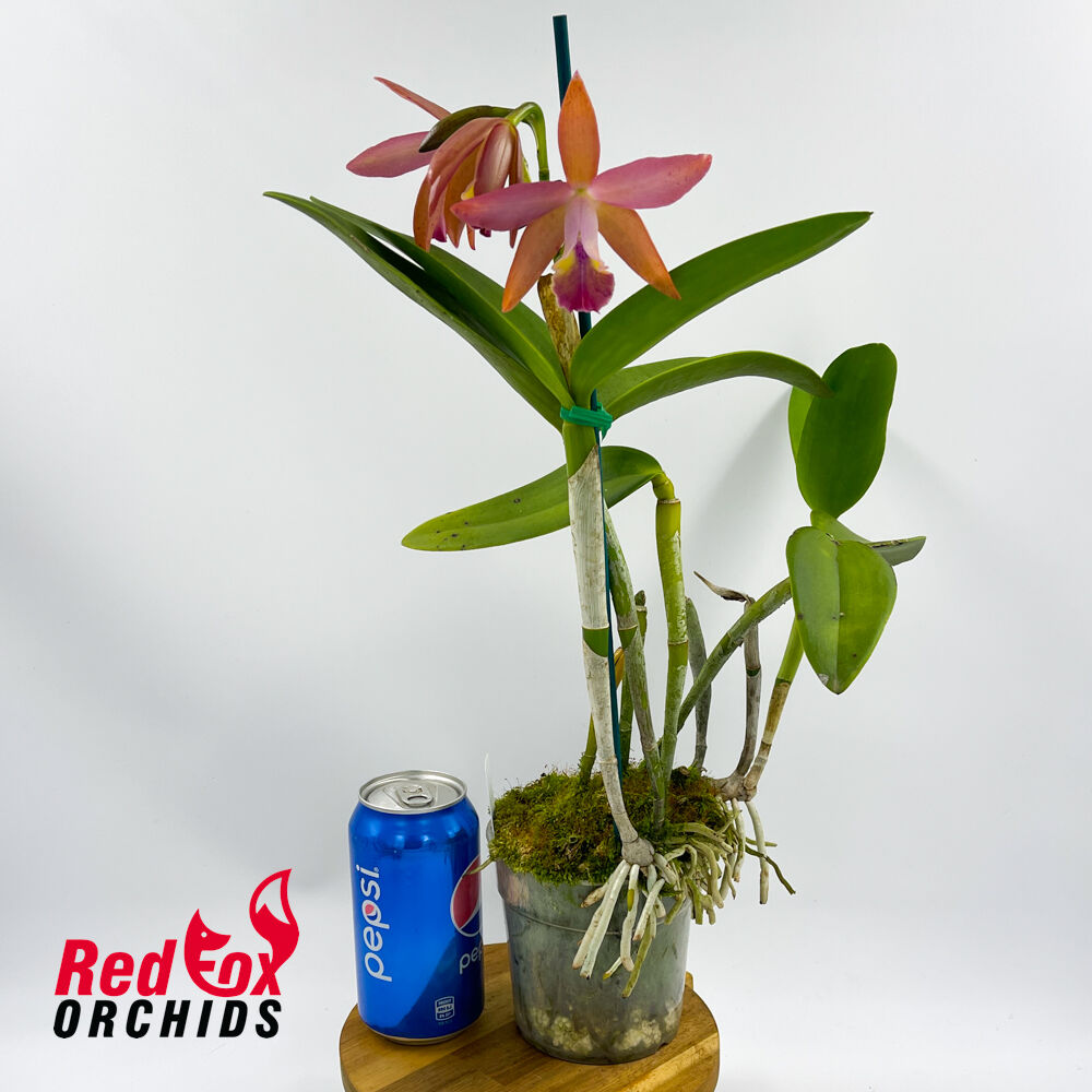 Cahuzacara Idyll X Ctt. Deception Drop (4n) 'Red Topaz'