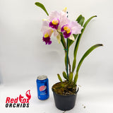 Brassolaeliocattleya Goldenzelle 'Tokyo' x Brassolaeliocattleya QOS 80th Anniversary