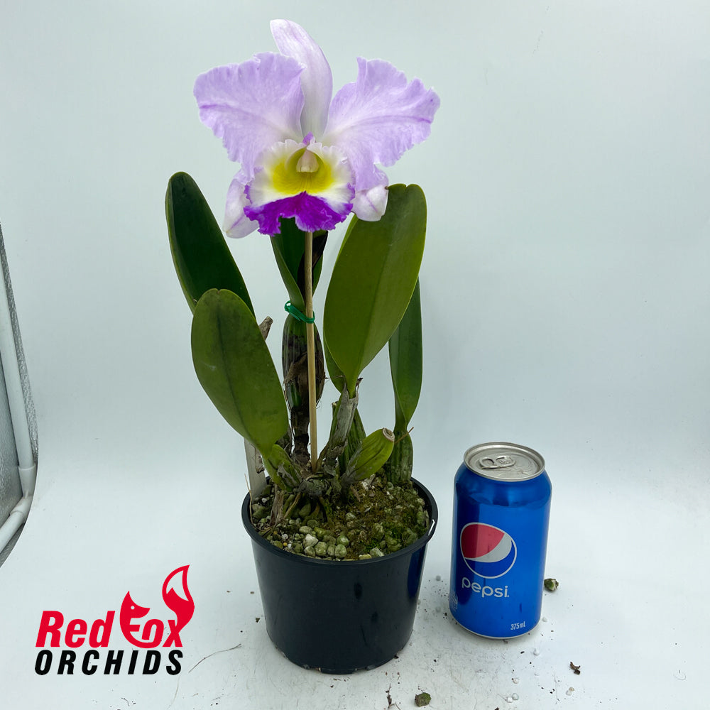 Laeliocattleya Stephen Oliver Fouraker x Brassolaeliocattleya QOS 80th Anniversary