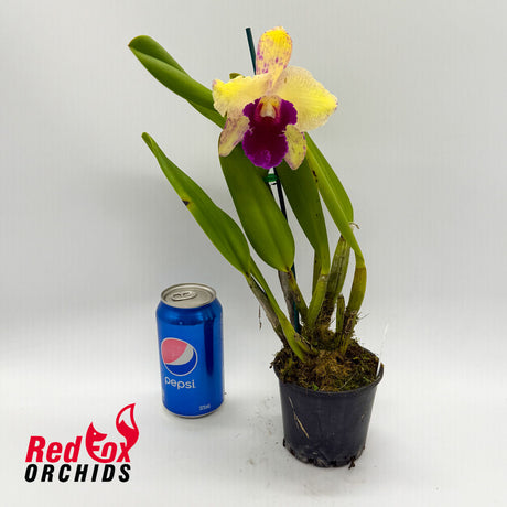 Brassolaeliocattleya George King 'Southern Cross' X Pot. Deception Variable 'Good Yellow'