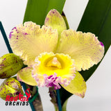 Brassolaeliocattleya Glenn Maidment 'Southern Cross' X Blc. Deception Kokoda