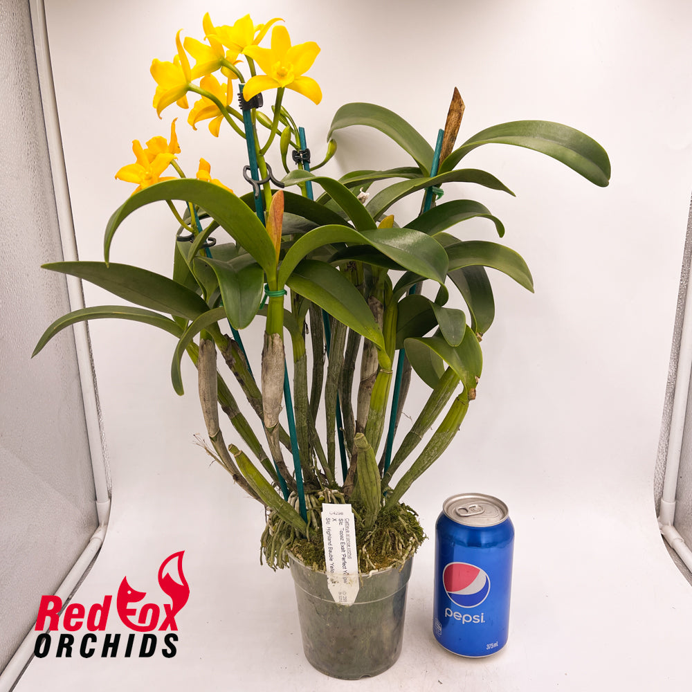 Sophrolaeliocattleya Topaz Exalt 'Perfect Yellow' X Slc. Highland Bauble 'V.G. Yellow'