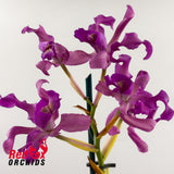 Schombocattleya Bee's Knees X Schom. splendida