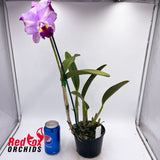 Laeliocattleya Topaz Fancy x Laeliocattleya Orchid Affair