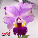 Laeliocattleya Topaz Fancy x Laeliocattleya Orchid Affair